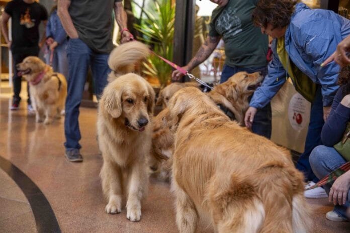 Encontro de Goldens movimenta o Galleria Shopping, em Campinas (SP)