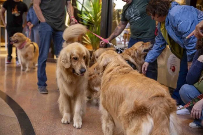 Encontro de Goldens movimenta o Galleria Shopping, em Campinas (SP)