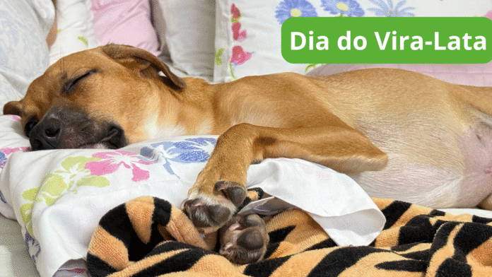 Quatro cães são abandonados por minuto no Brasil