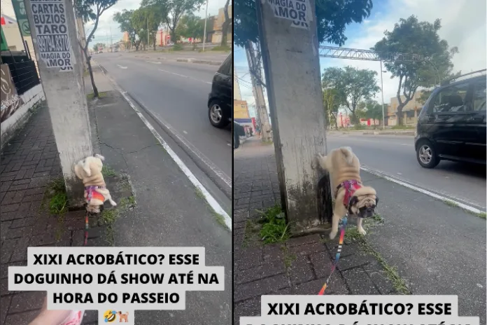 Pug acrobata viraliza com xixi de ponta-cabeça e diverte a internet