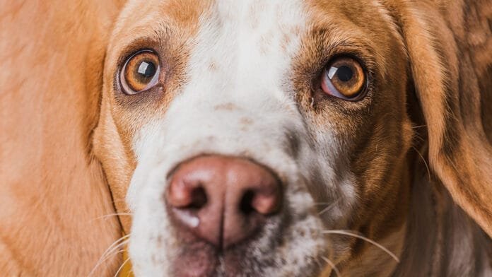 Doenças oculares infecciosas em pets exigem atenção e tratamento rápido