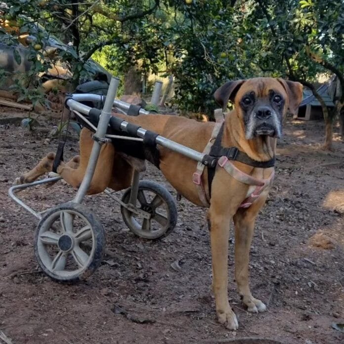 Instituto Cão de Rodinhas promove inclusão e bem-estar no Festival Pet 2025