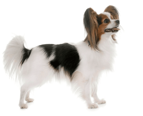 Papillon