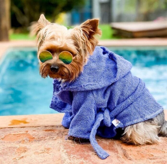 Socorro (SP) lidera turismo pet friendly no Brasil com hotel exclusivo para pets