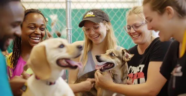 Evento gratuito em SP promove experiências interativas no universo da Medicina Veterinária