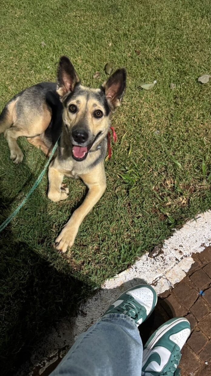 De romeira a mascote: cadelinha acompanha dentista por 150 km e é adotada ao final da caminhada