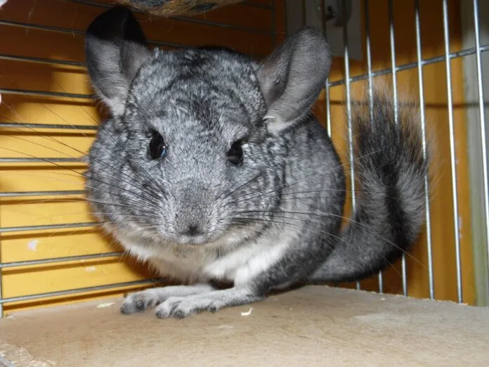Interesse por “pets de bolso” cresce mais que procura por cães e movimenta mercado veterinário no Brasil