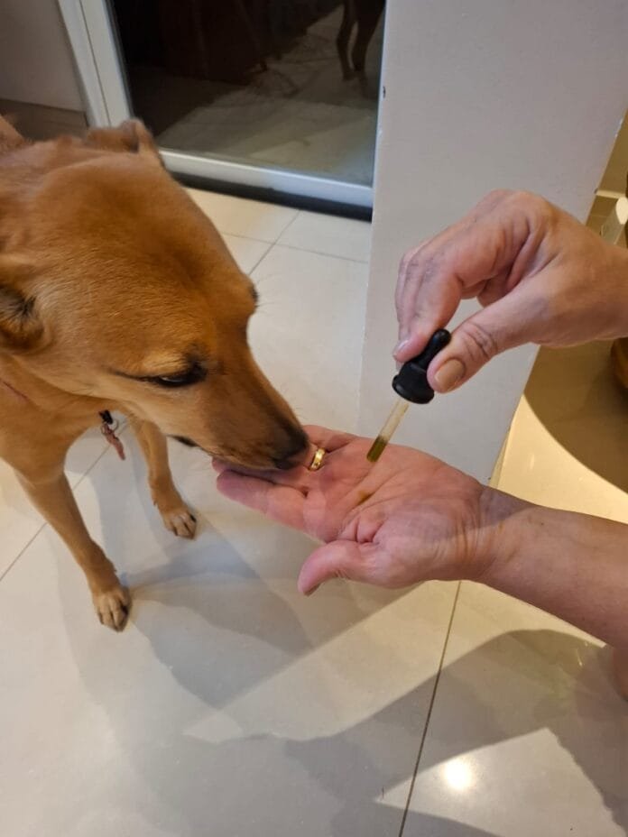 Medicina canábica para pets: bem-estar, ciência e desafios em pauta