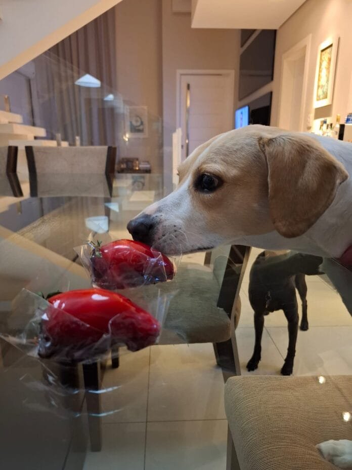 Para pets, morango só se for com amor