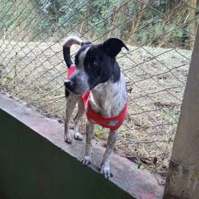 Adoção de pets adultos é destaque em evento neste sábado no Parcão de Valinhos (SP)