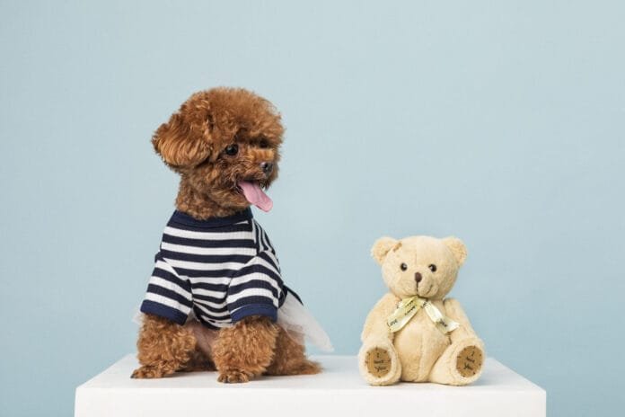 Do berço para o canil: itens de bebê que podem facilitar a rotina dos pets