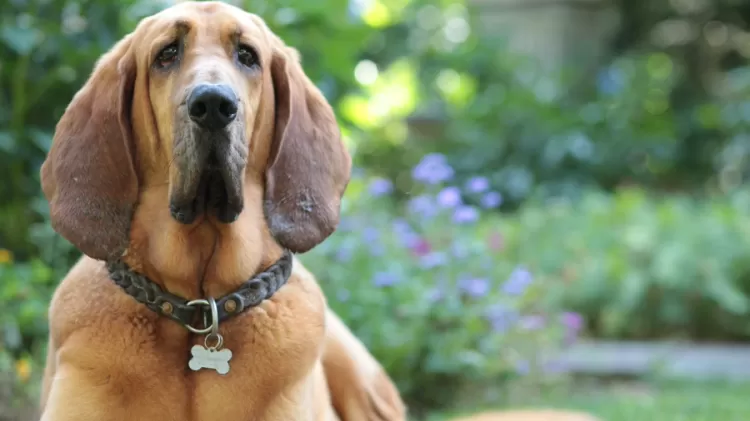 BloodHound