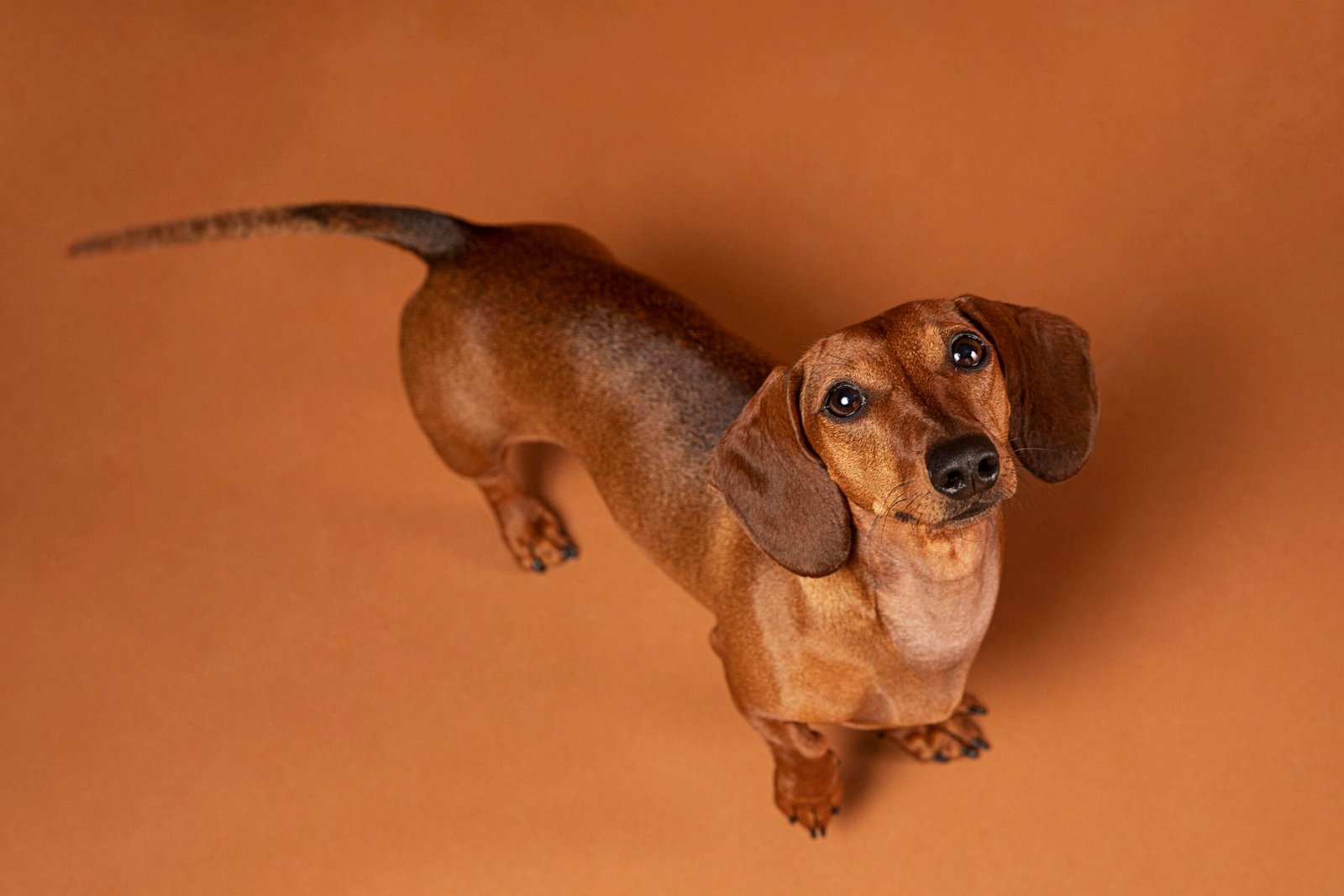 Dachshund (Teckel)