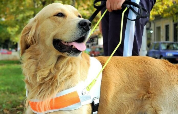 Animais que cuidam da gente: entenda as diferenças entre cães de serviço, suporte emocional e terapia
