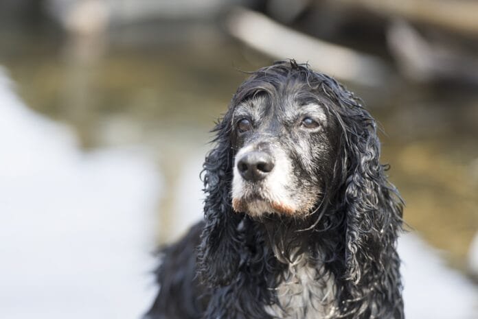 Alzheimer canino: o que é?