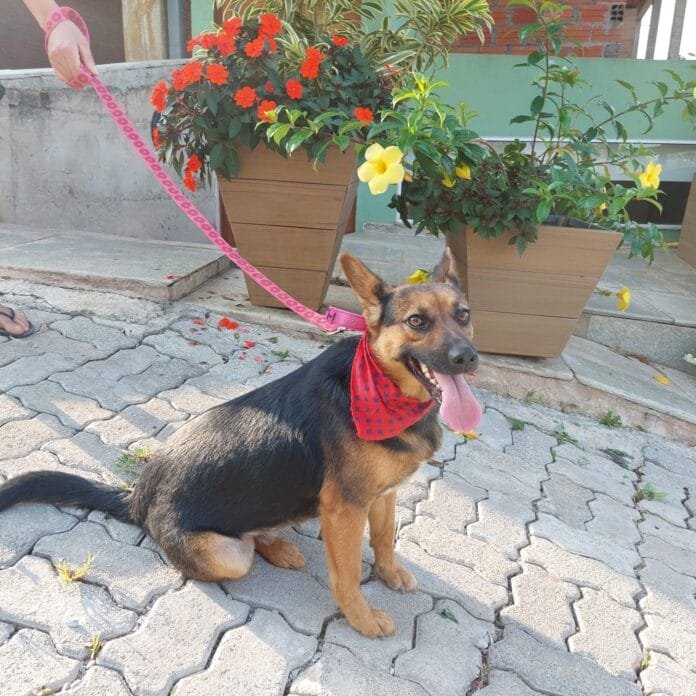 Shopping Taboão transforma julho em lar de esperança para pets à procura de amor