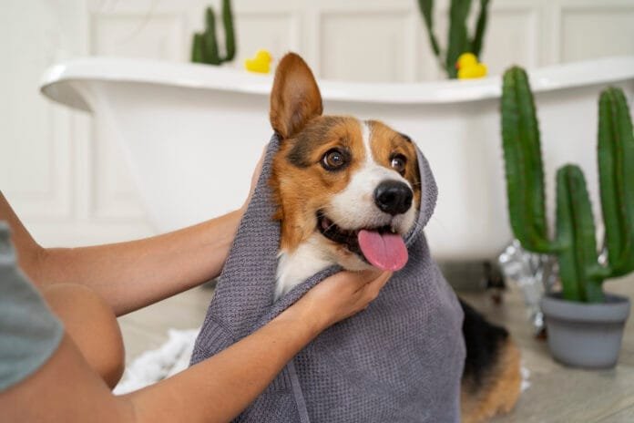 Por que os cães reagem de forma diferente ao banho?