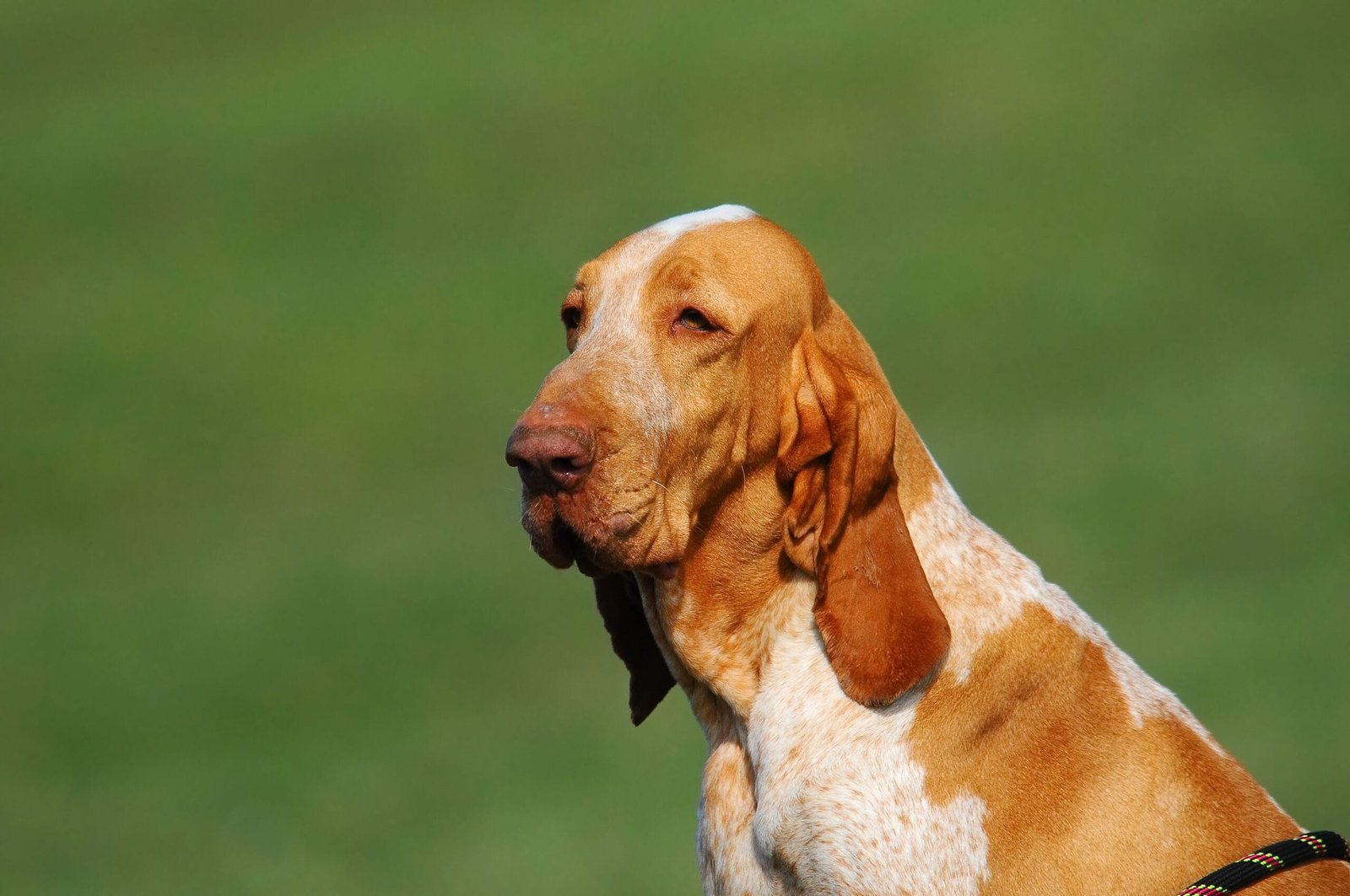 Basset Hound 