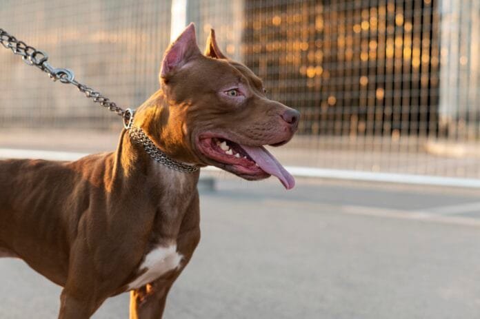 Santa Catarina impõe regras mais rígidas para criação e circulação de Pit Bulls e outras raças