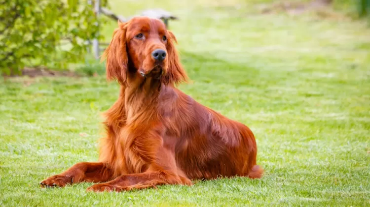 Setter