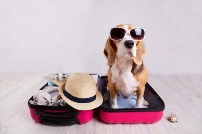 Férias com os pets: dicas para uma viagem segura e confortável com seu melhor amigo