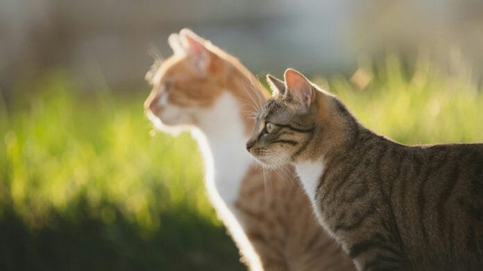 Lisina ganha destaque no mercado pet como aliada da cicatrização em gatos