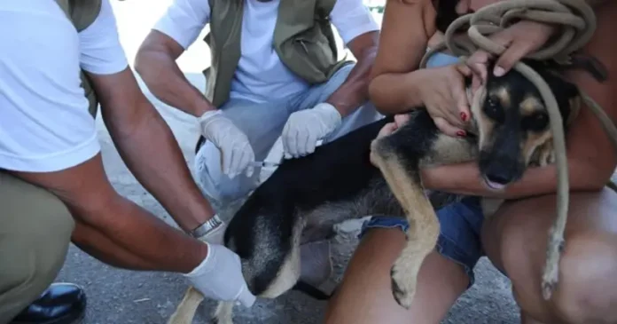 Campanhas de vacinação foram importantes para o controle da raiva canina no Brasil