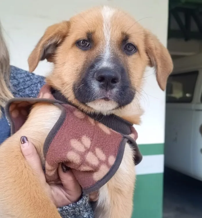 Agosto Caramelo: Valinhos (SP) promove mês de conscientização e cuidado com os animais