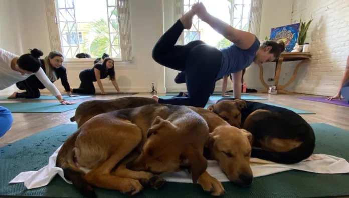 ONG de Curitiba realiza aulas de yoga com cachorros resgatados