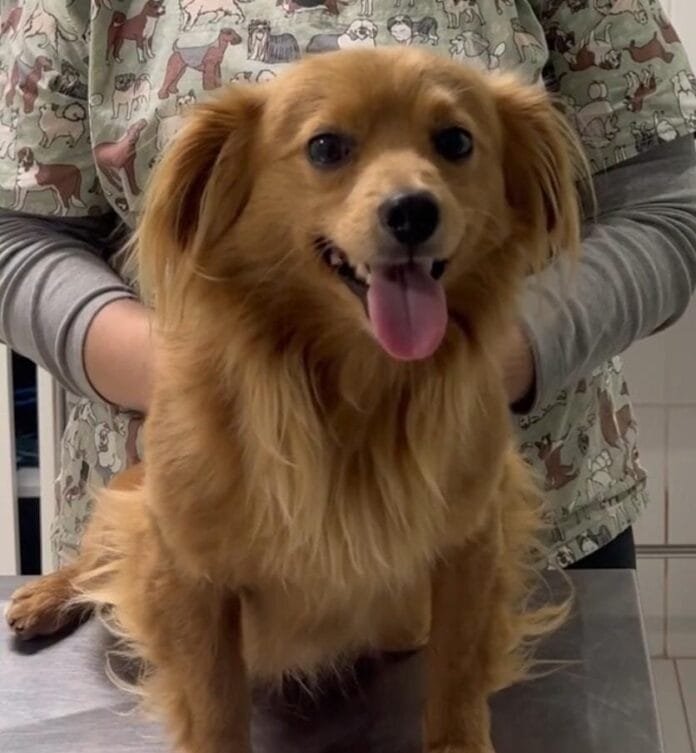 Feira de adoção no Raposo Shopping busca novos lares para cães resgatados