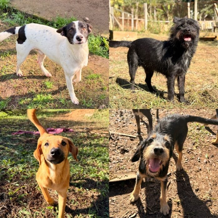 Shopping Penha promove feira de adoção com 30 pets neste fim de semana