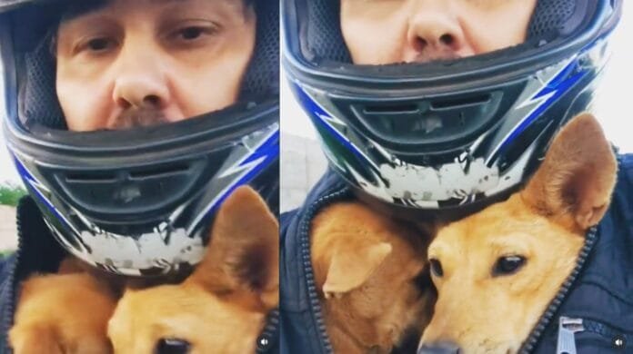 Homenagem no Dia Internacional do Cachorro: a jornada de Fábio e suas princesas caramelo