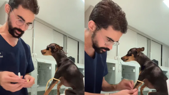Veterinário encanta a internet ao tranquilizar pinscher durante consulta