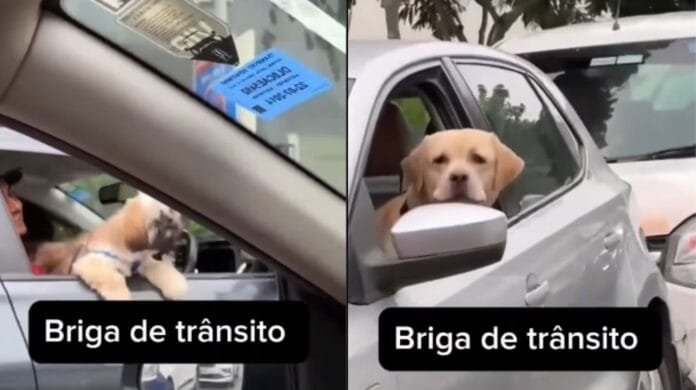 Briga de trânsito pet: Shih Tzus exaltados e um Labrador zen no volante
