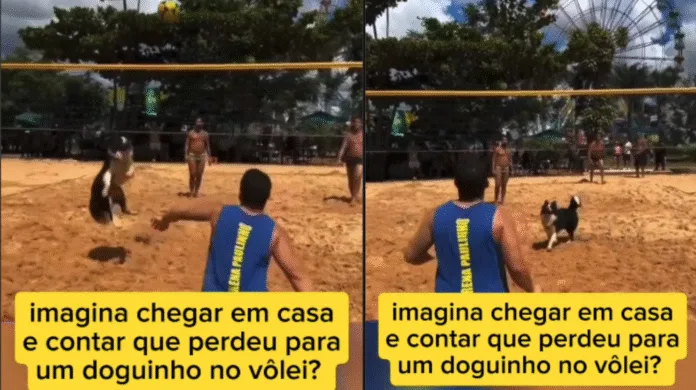 Border Collie “joga vôlei de praia” e vídeo encanta a internet