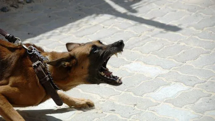Prevenção da raiva entra em foco com a chegada do chamado mês do cachorro louco