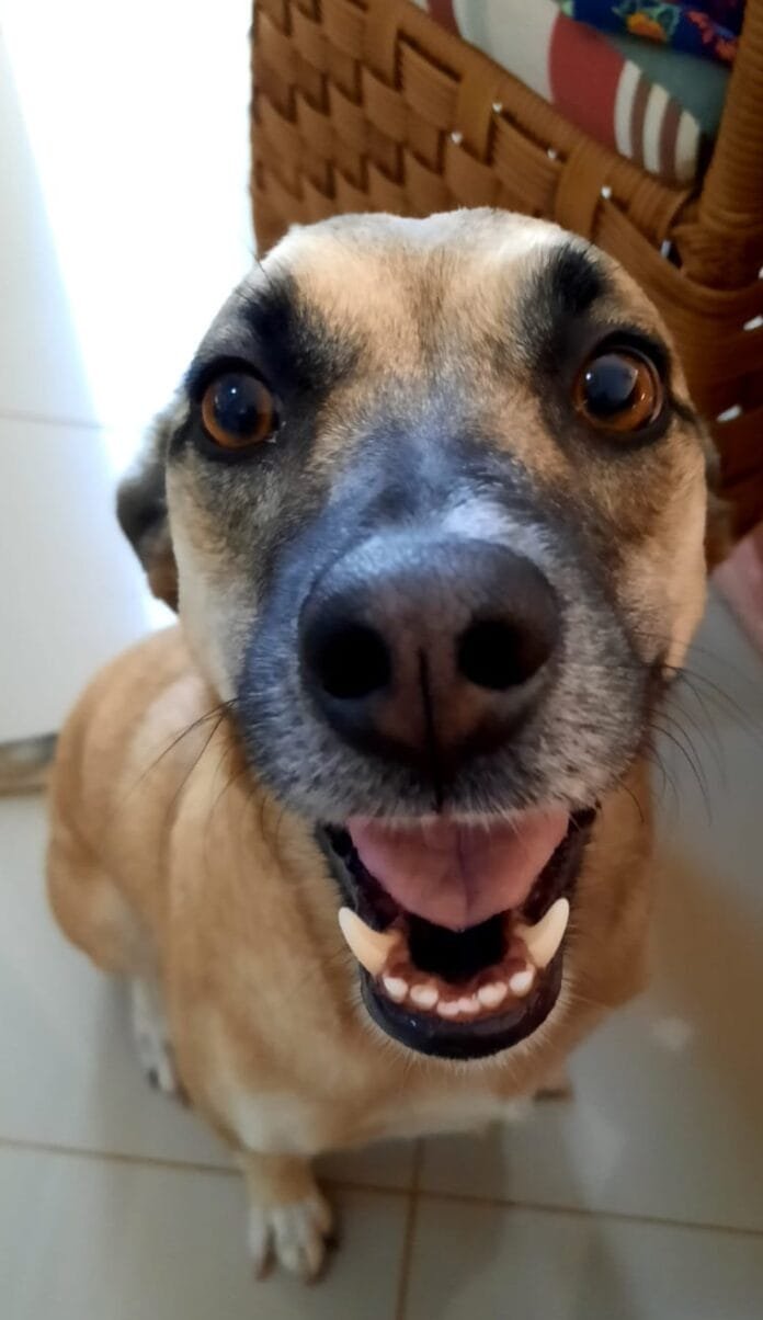 Tempestades e pets: como identificar sinais de medo e proteger seu animal