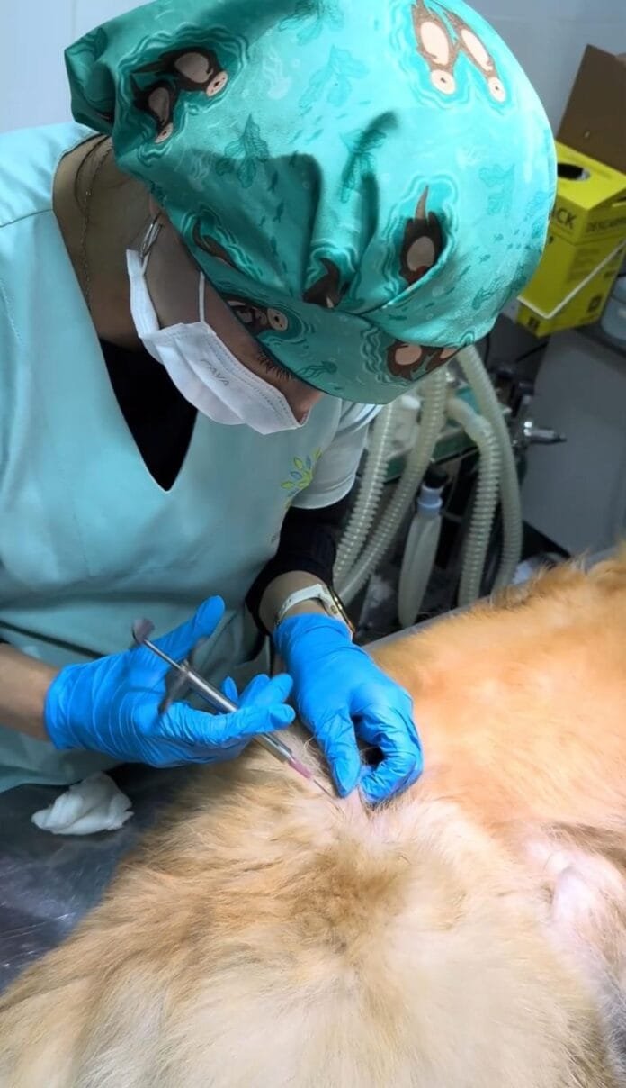 Implante de Ouro em Pets: solução duradoura para inflamações em cães e gatos