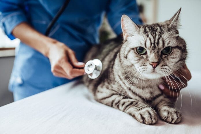 Zoetis participa do Cat In Rio World Congress 2025 com painel sobre saúde felina por faixa etária