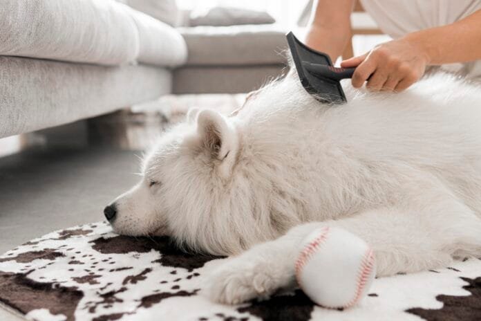 Queda de pelos em cães: quando é normal e como cuidar