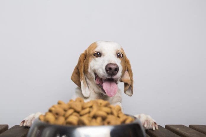 Busca por dietas funcionais para cães cresce quase 20% em um ano