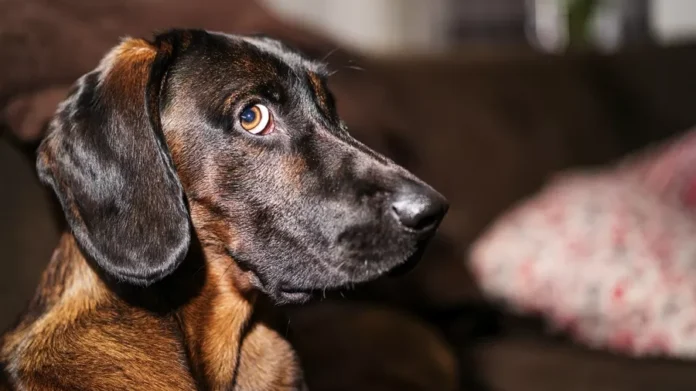 Por que seu cachorro fica te encarando? Entenda o que cada olhar quer dizer
