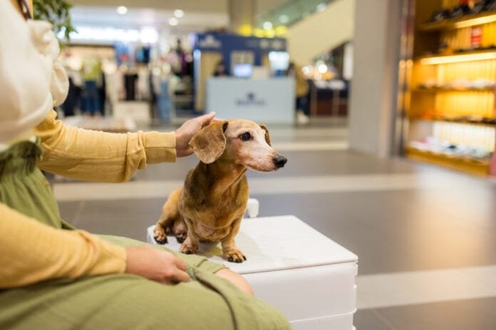 Central Plaza Shopping dedica agosto aos apaixonados por pets