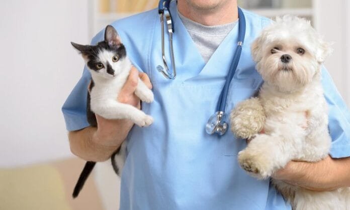 Amparo (SP) oferece atendimento veterinário gratuito para tutores de baixa renda