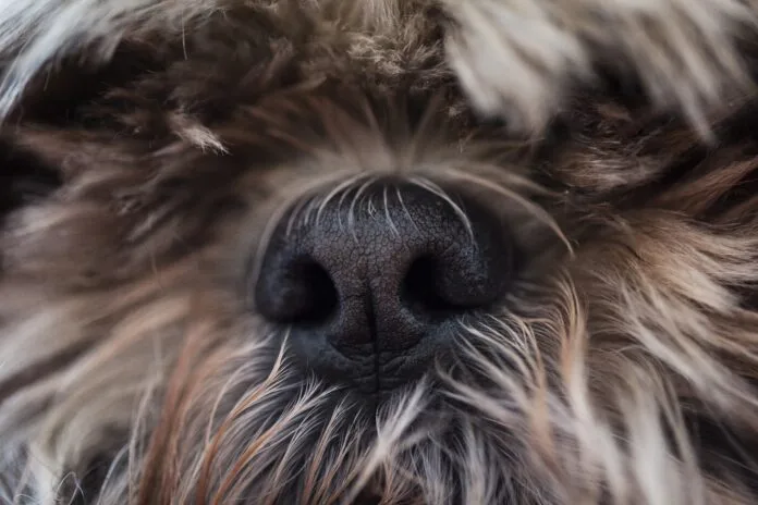 Para que serve o risquinho no nariz do cachorro?