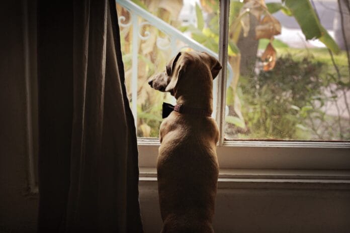 Seu pet sofre quando você sai de casa?