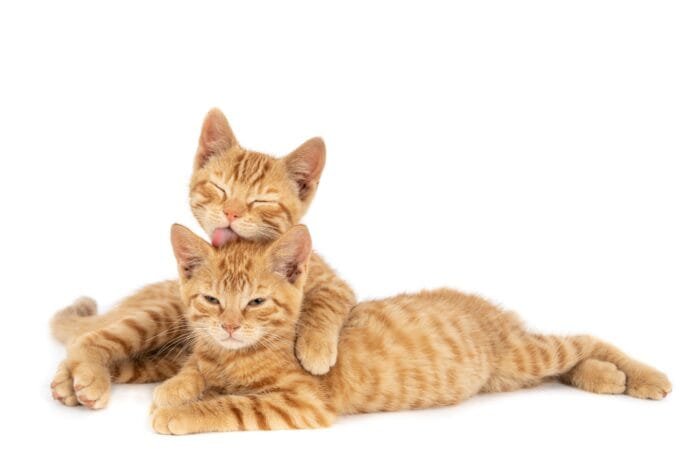 Dia Internacional do Gato: 10 curiosidades que vão fazer você olhar para seu felino de outro jeito