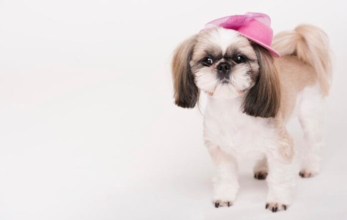 Cães com looks inusitados serão destaque na telona e podem voltar para casa premiados