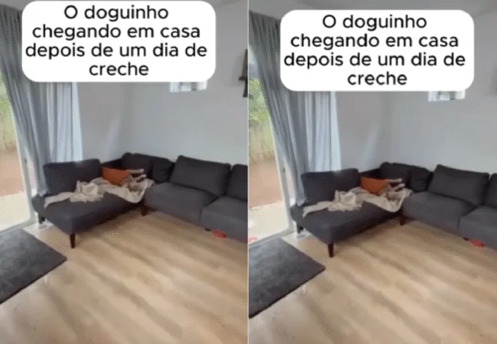 Cachorro ‘desmaia’ após dia na creche e vídeo viral chama atenção para a importância do gasto de energia nos pets