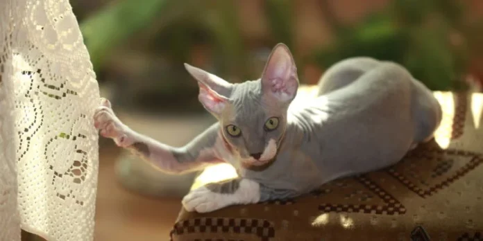3 raças de gatos sem pelo e como cuidar